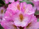 USA-Washington State Rhododendron flower Art Print